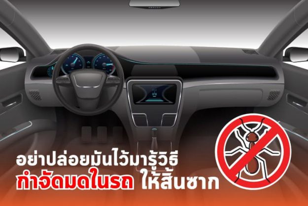 อย่าปล่อยมันไว้ มารู้วิธีกำจัดมดในรถ ให้สิ้นซาก