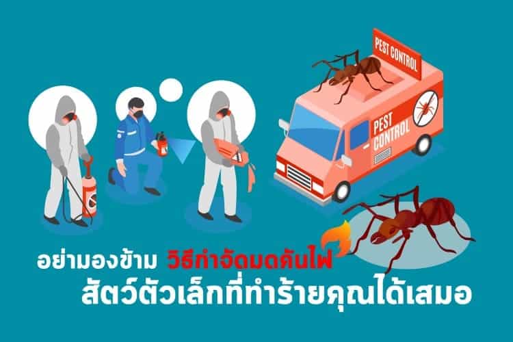 อย่ามองข้าม วิธีกำจัดมดคันไฟ สัตว์ตัวเล็กที่ทำร้ายคุณได้เสมอ อย่ามองข้าม วิธีกำจัดมดคันไฟ สัตว์ตัวเล็กที่ทำร้ายคุณได้เสมอ