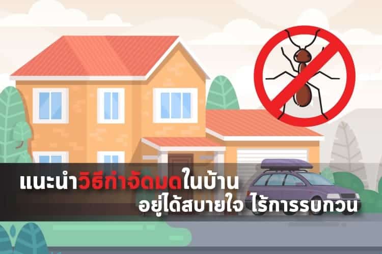 แนะนำวิธีกำจัดมดในบ้าน อยู่ได้สบายใจ ไร้การรบกวน