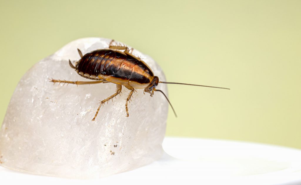 บริการกำจัดแมลงสาบ (Cockroach Removal Services) 1
