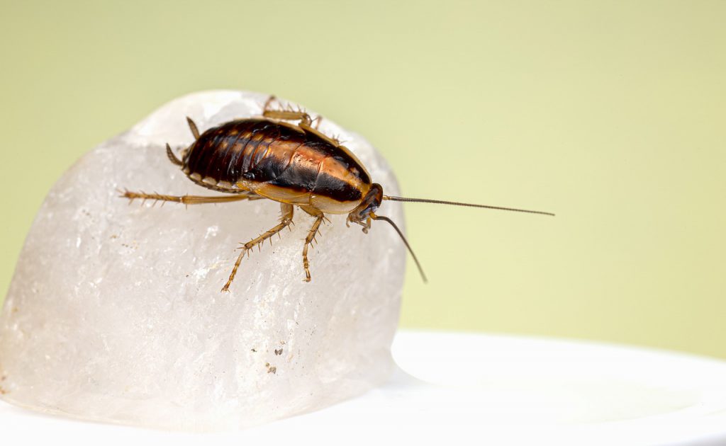 บริการกำจัดแมลงสาบ (Cockroach Removal Services) 15