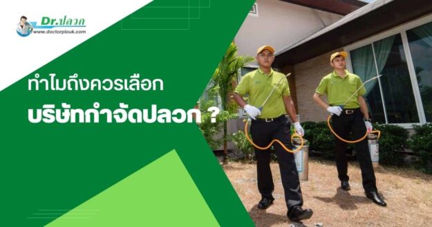 ทำไมต้องถึงต้องจ้างบริษัทกำจัดปลวก